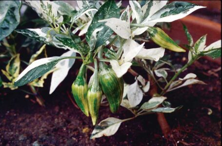 Fish Peppers Image